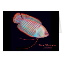 Dwarf Gourami Tropical Fish Card