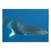 Dwarf Minke Whale Card