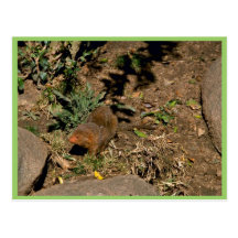 Dwarf Mongoose Postcards