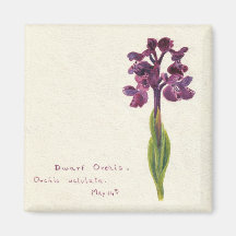 Dwarf Orchis Magnet
