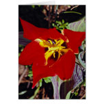 Dwarf tulip card