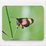 Dwarfed Mouse Pads