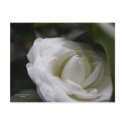 Dwell in Love postcards
