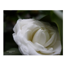 Dwell in Love/White Camellia Postcards
