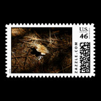 dwight pierre stamps