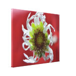 Dying Daisy by Darrel Flint (Canvas) Stretched Canvas Prints