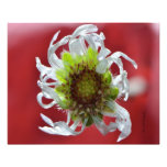 Dying Daisy by Darrel Flint (Print) Photo Art