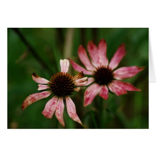 Dying Flowers Greeting Card