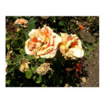 Dying Orange Roses Post Card