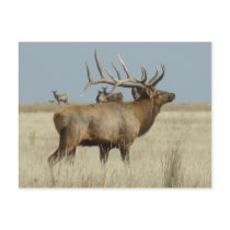 E0004 Bull Elk Postcard