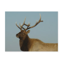 E0042 Bull Elk postcard