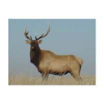 E0043 Bull Elk postcards