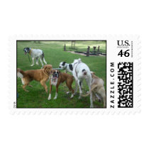 each one of these dogs postage by CCRescue each one of these dogs postage