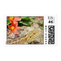 Eager Bearded Dragon Postage Stamps
