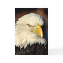 Eagle 2 Card