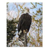Eagle 2