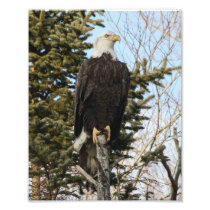 Eagle 3