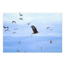 Eagle and Seagulls Flying Photograph