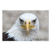 Eagle calvo impresiones fotograficas
