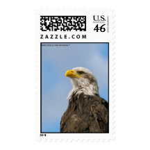 Eagle calvo sellos