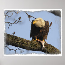 Eagle calvo y el suyo captura poster