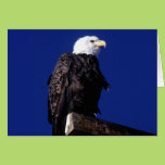 Eagle Card