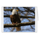 eagle cards