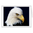 eagle cards by REDINARD eagle cards