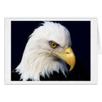 eagle cards by REDINARD eagle cards