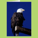Eagle Card