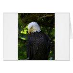 Eagle Cards