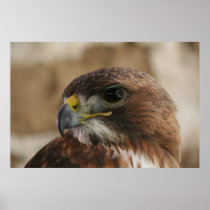 Eagle eye poster