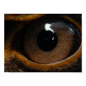 Eagle eye test posters