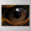Eagle eye test posters