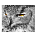 Eagle Eyes Poster posters by lisa1970 Eagle Eyes Poster posters