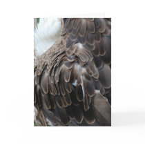 "Eagle Feathers" Greeting Card