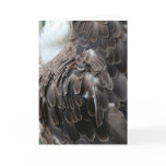 "Eagle Feathers" Greeting Card
