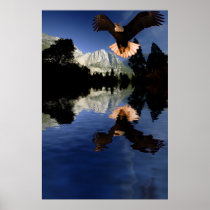 Eagle-flight-12 Print