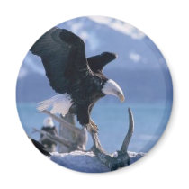 eagle fly2 magnets