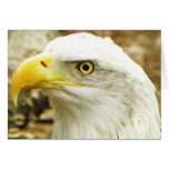 Eagle Greeting cards
