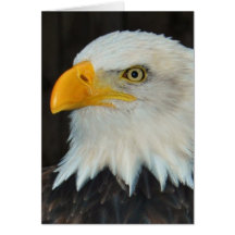 Eagle Head Greeting Card