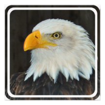Eagle Head Invitations