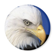 eagle head magnets by aceinvestor eagle head magnets