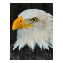 Eagle Head Postcard