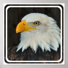 Eagle Head Poster