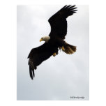 "Eagle In Flight" Poster