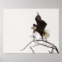 Eagle in flight print