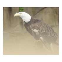 Eagle in the Mist Poster - Customized posters by Miller_Creations Eagle in the Mist Poster - Customized posters