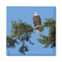 Eagle In Tree Refrigerator Magnet