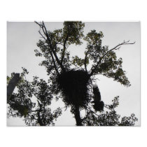 Eagle Landing Photo Print